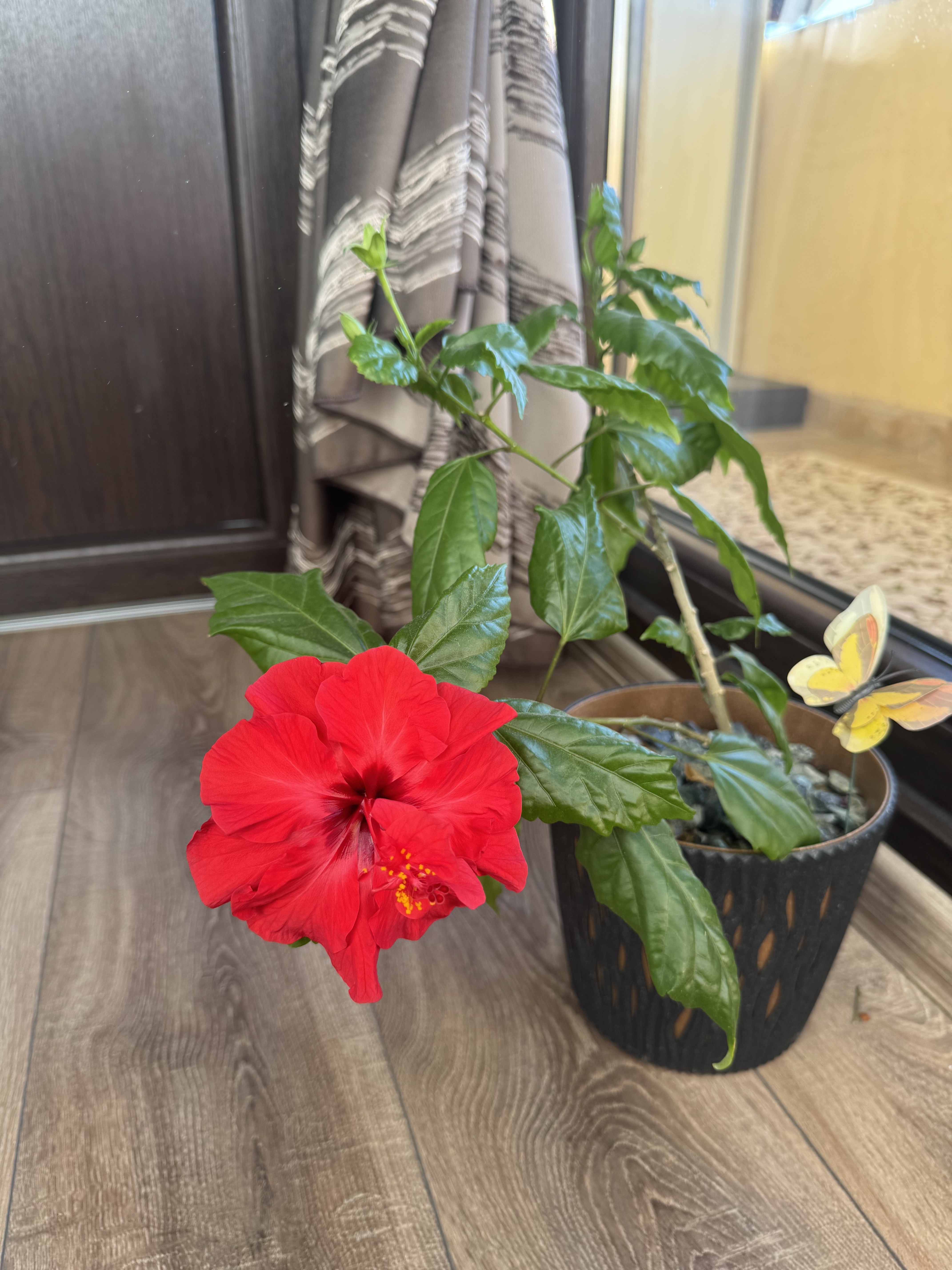 Leuca Profile Picture