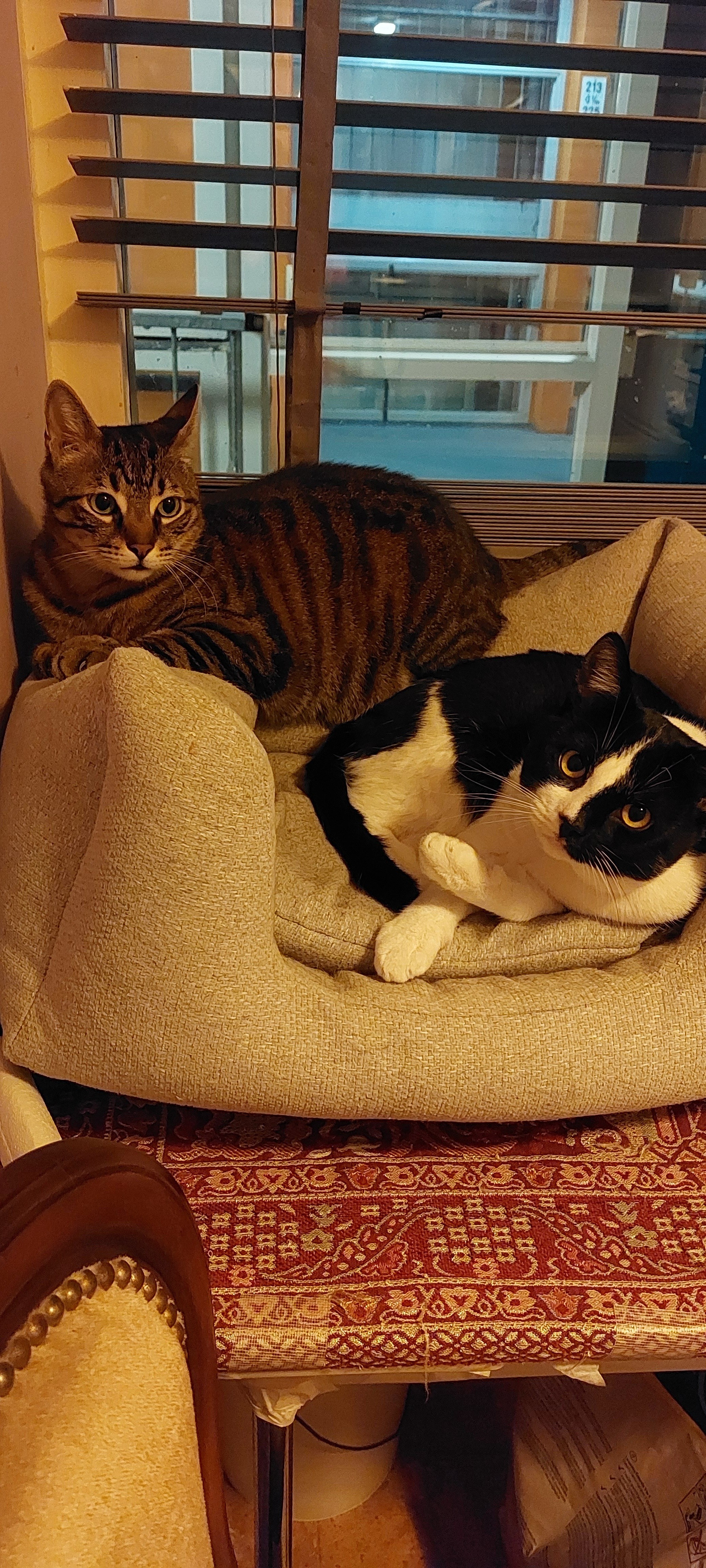 Zvetlana Popescu Profile Picture