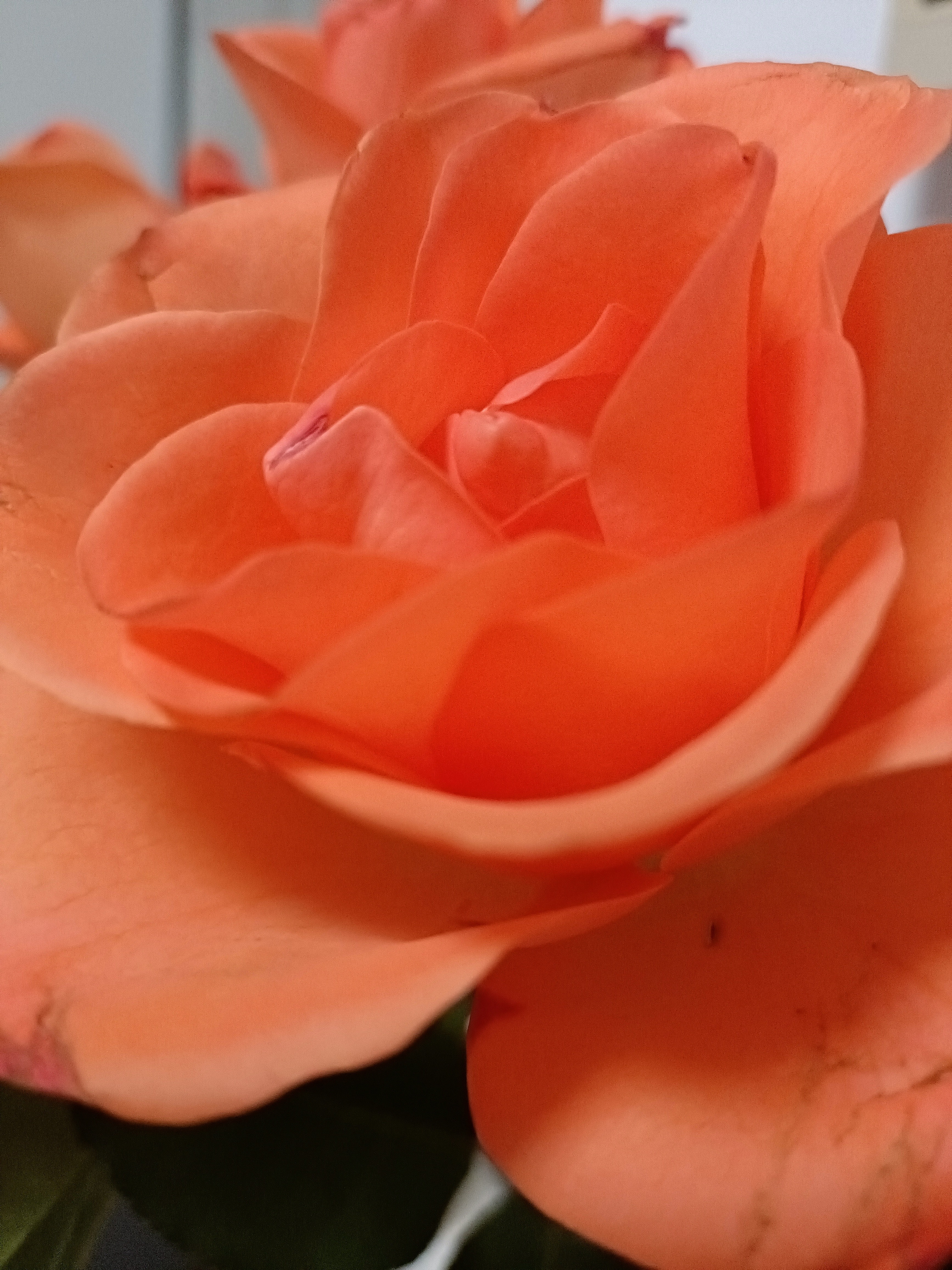 Hajnal Karacsonyi Profile Picture