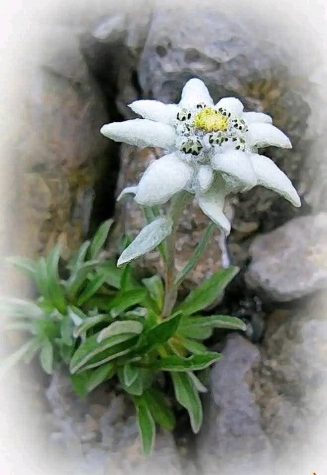 Cela25 Profile Picture