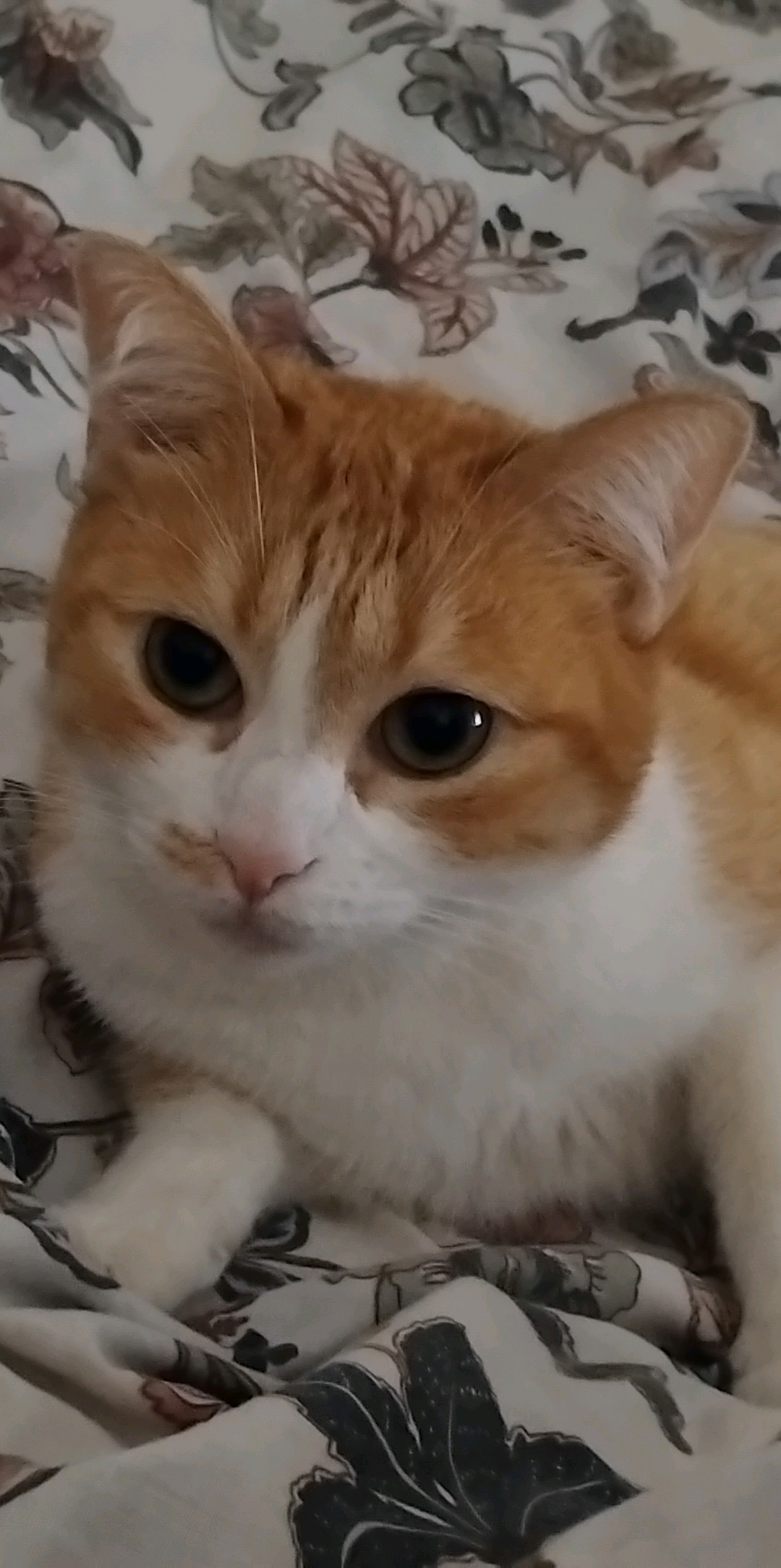 Larisa Profile Picture