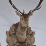 lidia profile picture