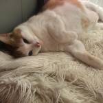 Vioiordache23 Profile Picture